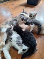 Kruising kittens Siberische boskat.Mooie pluizige vacht., Dieren en Toebehoren, Katten en Kittens | Raskatten | Langhaar, Meerdere dieren