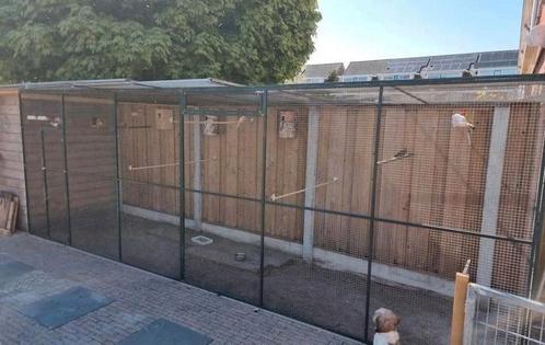 Gezocht. Vogels, Dieren en Toebehoren, Vogels | Overige Vogels, Tropenvogel, Meerdere dieren