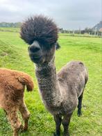 Alpaca hengt, Juni, Mannelijk