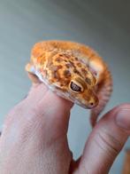 Lieve handtamme high end copper luipaardgekko, Dieren en Toebehoren, Reptielen en Amfibieën, Hagedis, 0 tot 2 jaar