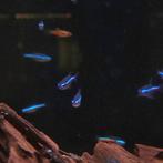 Valse / blauwe neon - Paracheirodon simulans, Vis, Zoetwatervis, Schoolvis