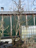 Perenboom conference, Tuin en Terras, Planten | Fruitbomen, Ophalen, Minder dan 100 cm, Lente, Overige soorten