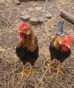Gratis af te halen hanen, 3 stuks,  Leghorn, Dieren en Toebehoren