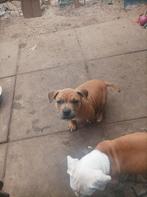 Pocket bully kruising Amerikaanse Bully. Helemaal Bruin reur, Dieren en Toebehoren, Parvo, Reu, 8 tot 15 weken, Bulldog