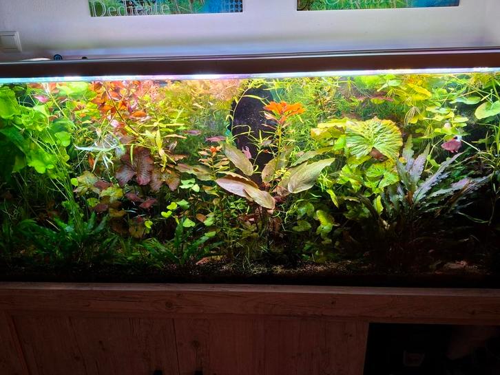 Grote porties aquarium plantjes, Dieren en Toebehoren, Vissen | Aquariumvissen, Zoetwatervis, Vis