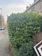 Gratis af te halen (zelf uitgraven), Tuin en Terras, Ophalen, Overige soorten, 100 tot 250 cm