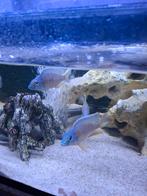 aulonocara red flush Malawi cichlide, Vis