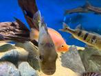 5x cichla, Vis, Zoetwatervis