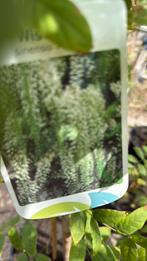 Blauwe regens hoog 1m wit-rose - blauw extra koopje 9,95 pst, Tuin en Terras, Ophalen, Vaste plant, Halfschaduw, Klimplanten