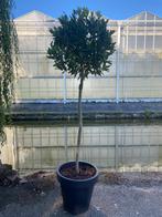 Laurus nobilis (Laurier) op stam met bol hoogte 155 cm, Bloeit niet, 100 tot 250 cm, Ophalen, Volle zon
