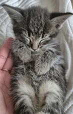 Laatste Bengaalse Kitten, Poes, Ontwormd, 0 tot 2 jaar