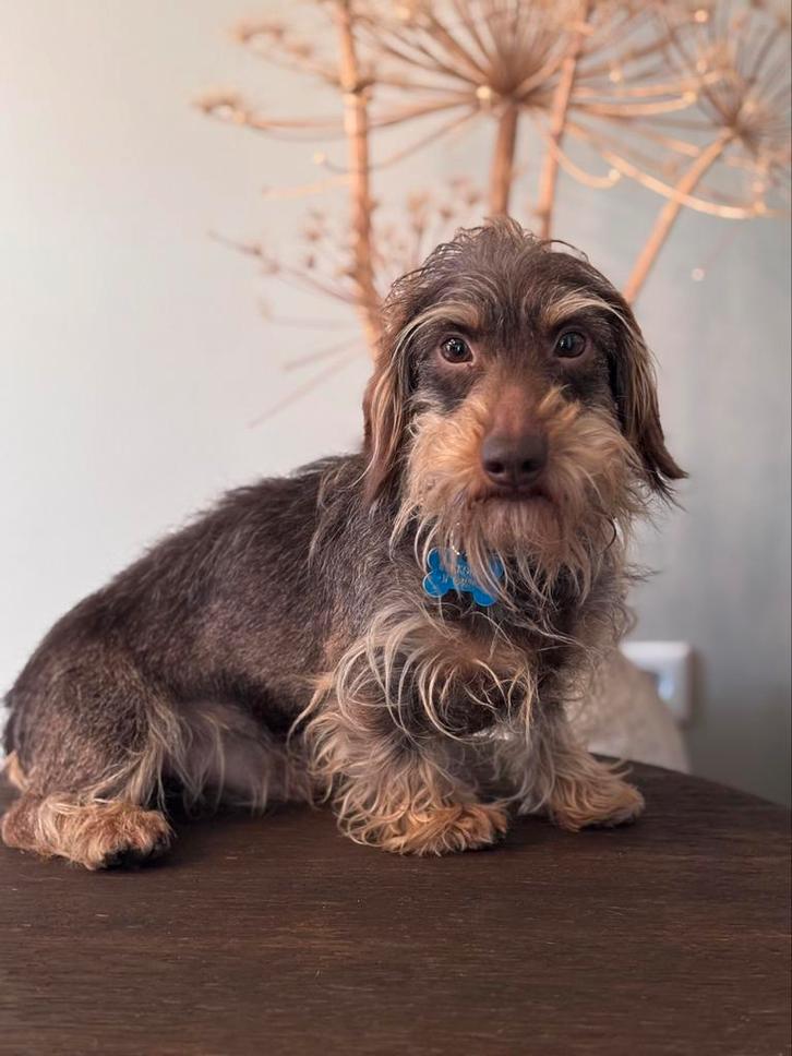 Ruwharige teckel Dekreu kaninchen, Dieren en Toebehoren, Honden | Dekreuen, Reu, Particulier, Eén hond, Nederland, 3 tot 5 jaar