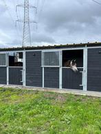 pensionstal, Dieren en Toebehoren, Stalling en Weidegang, Stalling