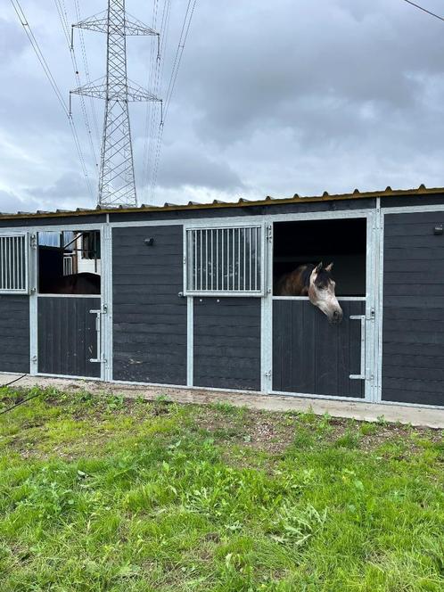 pensionstal, Dieren en Toebehoren, Stalling en Weidegang, Stalling