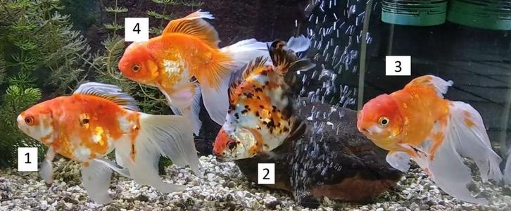 4 Grote Sluierstaarten (15cm), Dieren en Toebehoren, Vissen | Aquariumvissen, Zoetwatervis, Vis