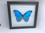 Morpho Didius, Ophalen of Verzenden, Nieuw, Overige soorten, Opgezet dier