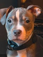 American bully xl Tricolor, Dieren en Toebehoren, Honden | Bulldogs, Pinschers en Molossers, 8 tot 15 weken, Parvo, Eén hond, Nederland