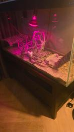 Koppeltje korenslangen te koop!! Albino en Multi colour, Dieren en Toebehoren, Ophalen