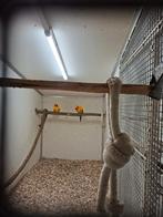 1-1 Zonparkiet 2022, Dieren en Toebehoren, Vogels | Parkieten en Papegaaien, Meerdere dieren, Papegaai, Geringd