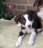 Prachtige FRIESE STABIJ x BORDER COLLIE pups, Dieren en Toebehoren, Honden | Niet-rashonden, Nederland, CDV (hondenziekte), 8 tot 15 weken
