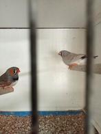 Mooi koppel split charcoal zebravinken, Meerdere dieren, Tropenvogel
