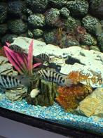 Verschillende Zebra.s cichliden, Dieren en Toebehoren, Vissen | Aquariumvissen, Vis