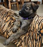 pups kruising tervuerense herder en golden retriever, Dieren en Toebehoren, Reu, 8 tot 15 weken, Meerdere, Middel