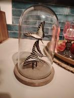 Stolp met 2 prachtige vlinders. Vlinder taxidermie, Ophalen of Verzenden, Zo goed als nieuw