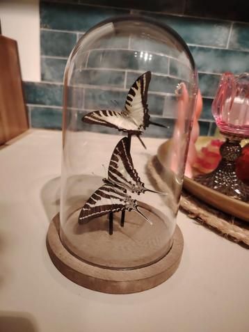 Stolp met 2 prachtige vlinders. Vlinder taxidermie  beschikbaar voor biedingen