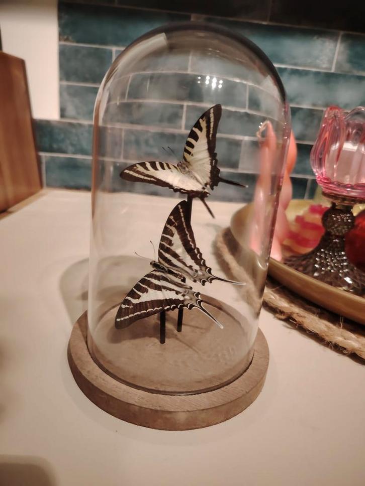 Stolp met 2 prachtige vlinders. Vlinder taxidermie, Huis en Inrichting, Woonaccessoires | Stolpen, Zo goed als nieuw, Ophalen of Verzenden