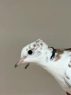 Diverse tortel/lachduiven, Dieren en Toebehoren, Vogels | Overige Vogels, Meerdere dieren, Geringd