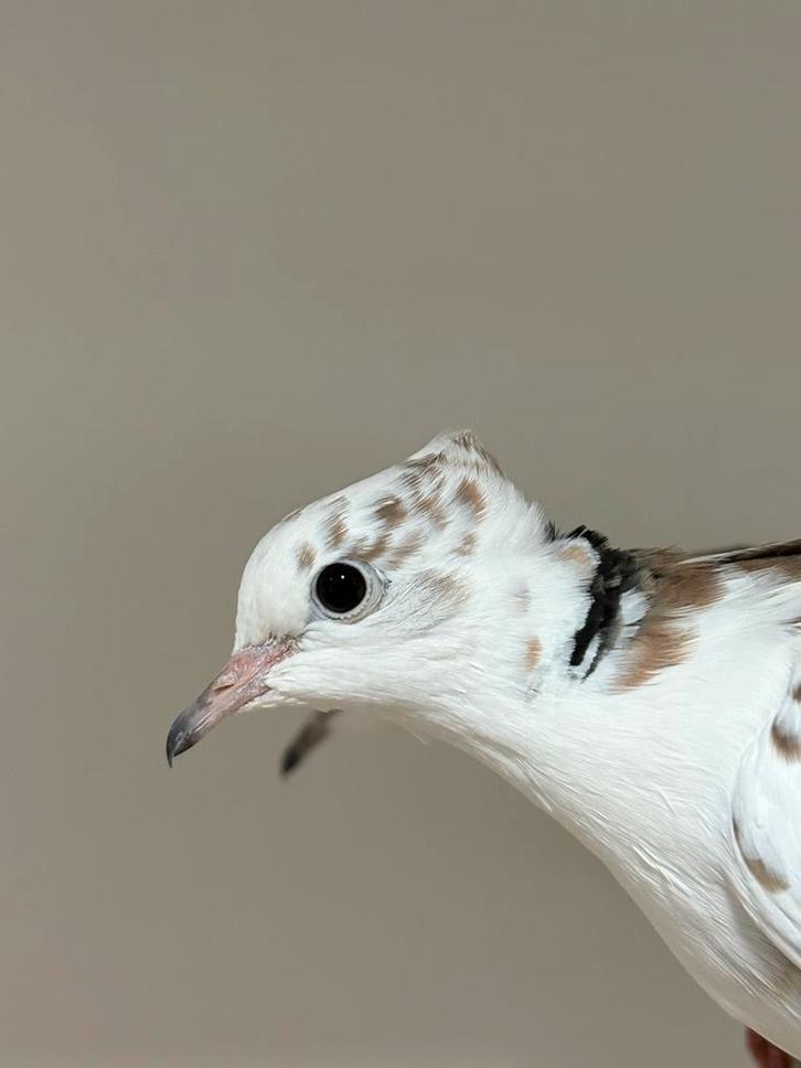 Diverse tortel/lachduiven, Dieren en Toebehoren, Vogels | Overige Vogels, Meerdere dieren, Geringd