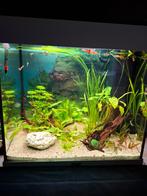 Juwel Lido 120 wit., Dieren en Toebehoren, Vissen | Aquaria en Toebehoren, Ophalen, Zo goed als nieuw, Gevuld zoetwateraquarium