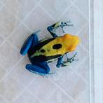 Gifkikker Dendrobates tinctorius brasil vrouw, Amfibie