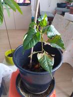 Exotische plant, Ophalen, Halfschaduw, Minder dan 100 cm