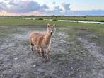 Drachtige alpaca merrie met hengstveulen, Dieren en Toebehoren, December, Meerdere dieren
