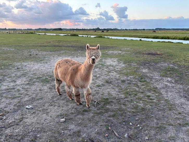 Drachtige alpaca merrie met hengstveulen, Dieren en Toebehoren, Overige Dieren, Meerdere dieren, December