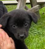 Prachtige Labrador X Border Collie pups BORADOR, Dieren en Toebehoren, Honden | Niet-rashonden, Rabiës (hondsdolheid), 8 tot 15 weken