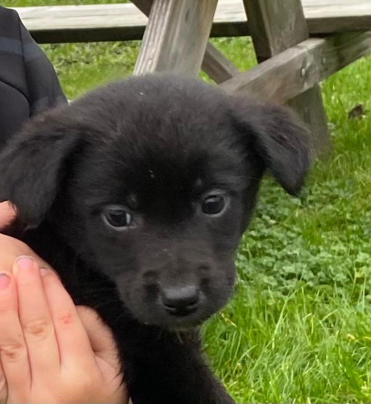 Prachtige Labrador X Border Collie pups BORADOR, Dieren en Toebehoren, Honden | Niet-rashonden, Middel, Meerdere dieren, Particulier