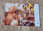 Poes slaapt naast teddybeer, Verzamelen, Ansichtkaarten | Dieren, Verzenden, 1980 tot heden, Ongelopen, Hond of Kat