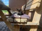 Boerderijkitten, Dieren en Toebehoren, Katten en Kittens | Overige Katten, Poes