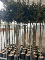 steeneik Quercus ilex  jong boompjes , koopje op=op, Overige soorten, Minder dan 100 cm, Ophalen, Volle zon