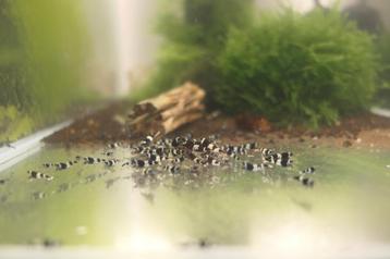 CARIDINA PANDA GARNALEN beschikbaar voor biedingen