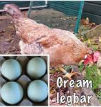Broed eieren van de Cream Legbar- Broedeitjes kleurleggers, Geslacht onbekend, Kip