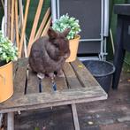 Bruine kleurdwerg rammetje, Dieren en Toebehoren, Konijnen, Mannelijk, Dwerg