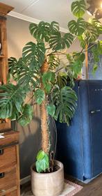 Groote Monstera Deliciosa, Ophalen, 200 cm of meer, Overige soorten, Halfschaduw