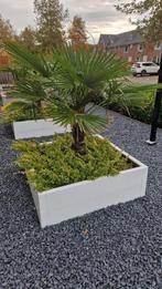 Palmbomen zelf uitgraven, Tuin en Terras, Overige materialen, Gebruikt, 100 cm of meer, 60 cm of meer