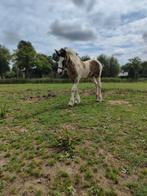 Groot, lief, aanhankelijk merrie veulen, Dieren en Toebehoren, Paarden, Merrie, Met stamboom, 0 tot 2 jaar, Onbeleerd