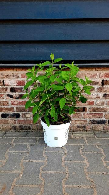 Hortensia Hydrangea paniculata 'Little Lime'🌿🍀 beschikbaar voor biedingen