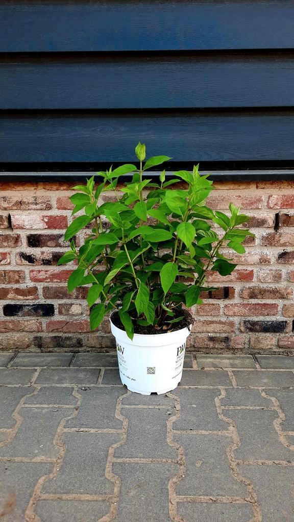 Hortensia Hydrangea paniculata 'Little Lime'🌿🍀, Tuin en Terras, Planten | Tuinplanten, Overige soorten, Halfschaduw, Ophalen